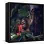 Baby Orangutan in the Jungles of North Borneo-Co Rentmeester-Framed Stretched Canvas