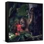 Baby Orangutan in the Jungles of North Borneo-Co Rentmeester-Framed Stretched Canvas