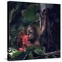 Baby Orangutan in the Jungles of North Borneo-Co Rentmeester-Stretched Canvas