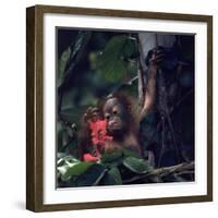 Baby Orangutan in the Jungles of North Borneo-Co Rentmeester-Framed Photographic Print