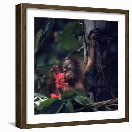 Baby Orangutan in the Jungles of North Borneo-Co Rentmeester-Framed Photographic Print