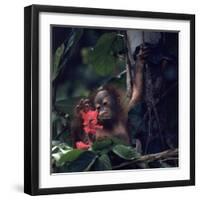 Baby Orangutan in the Jungles of North Borneo-Co Rentmeester-Framed Photographic Print