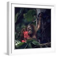 Baby Orangutan in the Jungles of North Borneo-Co Rentmeester-Framed Photographic Print