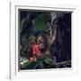 Baby Orangutan in the Jungles of North Borneo-Co Rentmeester-Framed Photographic Print