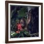 Baby Orangutan in the Jungles of North Borneo-Co Rentmeester-Framed Photographic Print