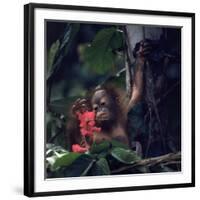 Baby Orangutan in the Jungles of North Borneo-Co Rentmeester-Framed Photographic Print