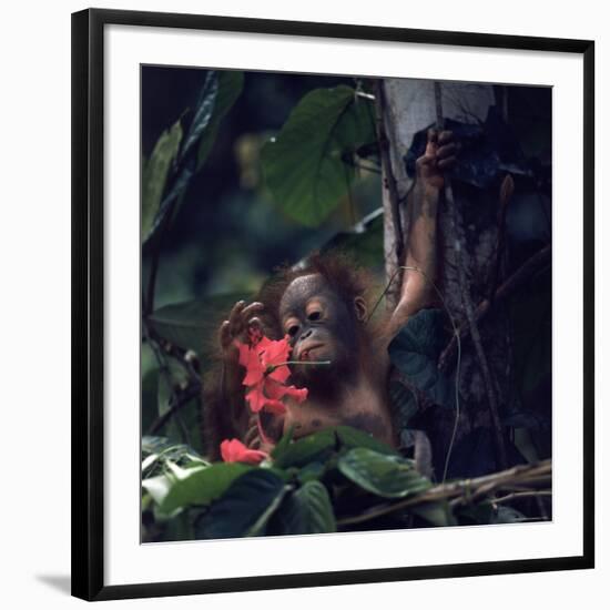 Baby Orangutan in the Jungles of North Borneo-Co Rentmeester-Framed Photographic Print