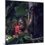 Baby Orangutan in the Jungles of North Borneo-Co Rentmeester-Mounted Photographic Print