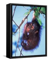 Baby Orangutan, Tanjung Putting National Park, Indonesia-Keren Su-Framed Stretched Canvas