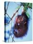 Baby Orangutan, Tanjung Putting National Park, Indonesia-Keren Su-Stretched Canvas