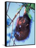 Baby Orangutan, Tanjung Putting National Park, Indonesia-Keren Su-Framed Stretched Canvas