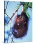 Baby Orangutan, Tanjung Putting National Park, Indonesia-Keren Su-Stretched Canvas