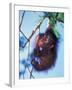 Baby Orangutan, Tanjung Putting National Park, Indonesia-Keren Su-Framed Premium Photographic Print