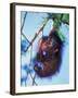 Baby Orangutan, Tanjung Putting National Park, Indonesia-Keren Su-Framed Premium Photographic Print