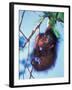 Baby Orangutan, Tanjung Putting National Park, Indonesia-Keren Su-Framed Premium Photographic Print