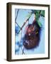 Baby Orangutan, Tanjung Putting National Park, Indonesia-Keren Su-Framed Photographic Print