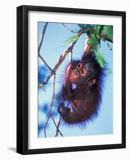 Baby Orangutan, Tanjung Putting National Park, Indonesia-Keren Su-Framed Photographic Print