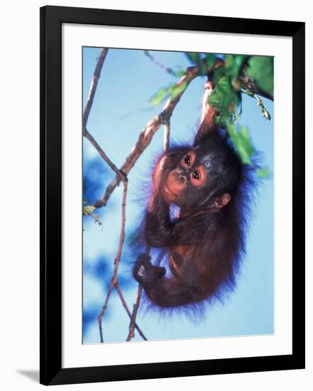 Baby Orangutan, Tanjung Putting National Park, Indonesia-Keren Su-Framed Photographic Print