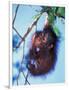 Baby Orangutan, Tanjung Putting National Park, Indonesia-Keren Su-Framed Photographic Print