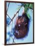 Baby Orangutan, Tanjung Putting National Park, Indonesia-Keren Su-Framed Photographic Print