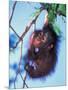 Baby Orangutan, Tanjung Putting National Park, Indonesia-Keren Su-Mounted Photographic Print