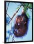 Baby Orangutan, Tanjung Putting National Park, Indonesia-Keren Su-Framed Photographic Print