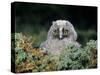 Baby Owl in Moss-Nosnibor137-Stretched Canvas