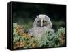 Baby Owl in Moss-Nosnibor137-Framed Stretched Canvas