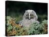 Baby Owl in Moss-Nosnibor137-Stretched Canvas