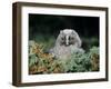 Baby Owl in Moss-Nosnibor137-Framed Photographic Print