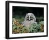 Baby Owl in Moss-Nosnibor137-Framed Photographic Print