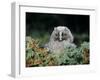 Baby Owl in Moss-Nosnibor137-Framed Photographic Print