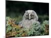 Baby Owl in Moss-Nosnibor137-Mounted Photographic Print