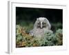 Baby Owl in Moss-Nosnibor137-Framed Photographic Print