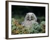 Baby Owl in Moss-Nosnibor137-Framed Photographic Print