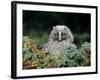 Baby Owl in Moss-Nosnibor137-Framed Photographic Print