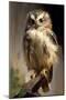 Baby Owl-Vivienne Dupont-Mounted Art Print