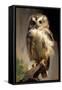 Baby Owl-Vivienne Dupont-Framed Stretched Canvas