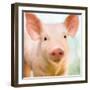 Baby Pig-Kimberly Allen-Framed Art Print