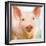 Baby Pig-Kimberly Allen-Framed Art Print