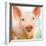 Baby Pig-Kimberly Allen-Framed Art Print