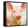 Baby Pig-Kimberly Allen-Framed Stretched Canvas