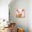Baby Pig-Kimberly Allen-Stretched Canvas displayed on a wall