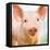 Baby Pig-Kimberly Allen-Framed Stretched Canvas