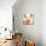 Baby Pig-Kimberly Allen-Stretched Canvas displayed on a wall