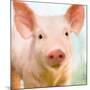 Baby Pig-Kimberly Allen-Mounted Art Print