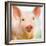 Baby Pig-Kimberly Allen-Framed Premium Giclee Print