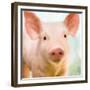 Baby Pig-Kimberly Allen-Framed Premium Giclee Print