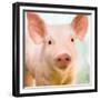 Baby Pig-Kimberly Allen-Framed Premium Giclee Print