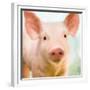 Baby Pig-Kimberly Allen-Framed Premium Giclee Print